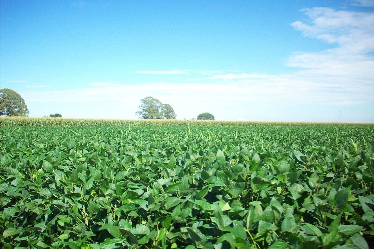 Lavoura de soja verde sob céu azul