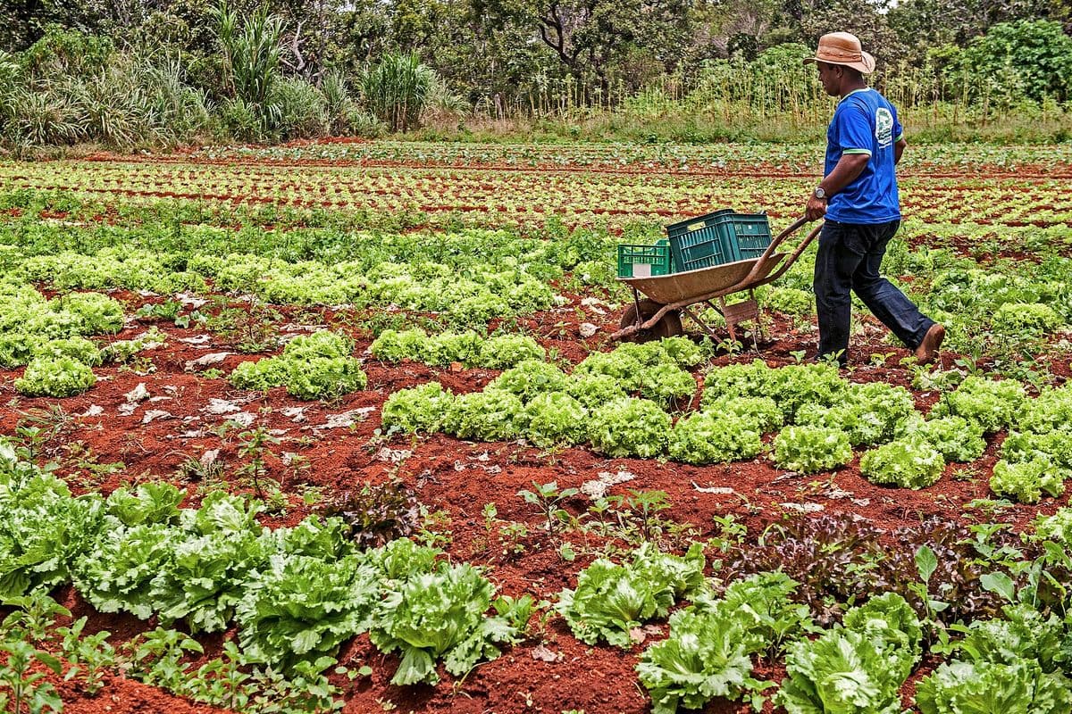 Agricultor de chapéu empurra um carrinho de mão com caixas plásticas entre canteiros de alface em solo vermelho