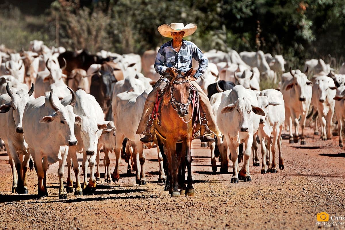 Boiadeiro de chapéu, montado a cavalo, à frente de uma boiada de gado nelore branco