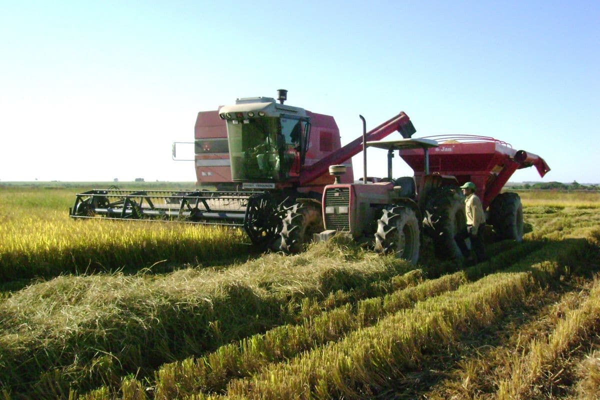 Colheitadeira e trator com carreta graneleira durante a colheita de arroz