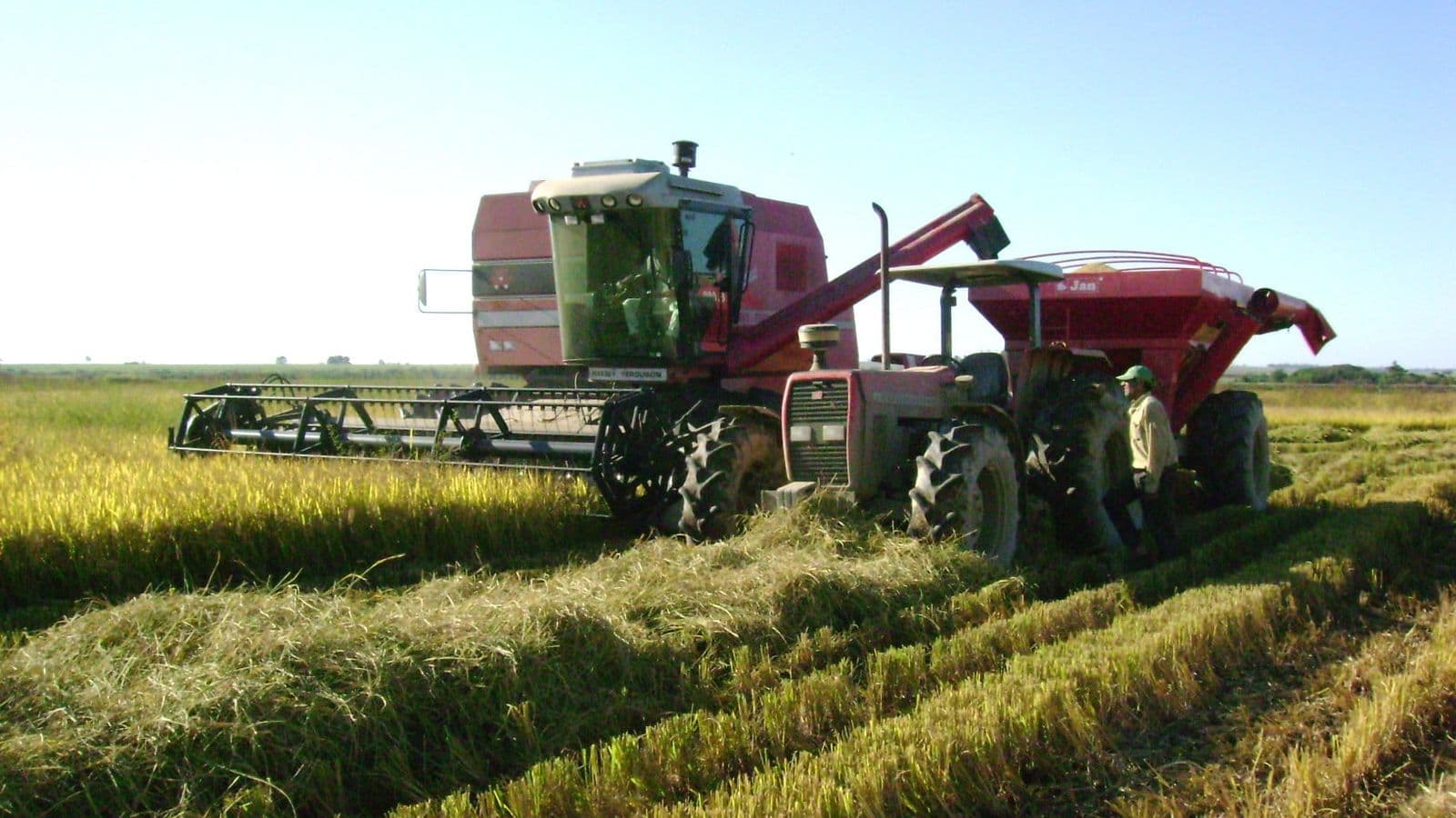 Colheitadeira e trator com carreta graneleira durante a colheita de arroz