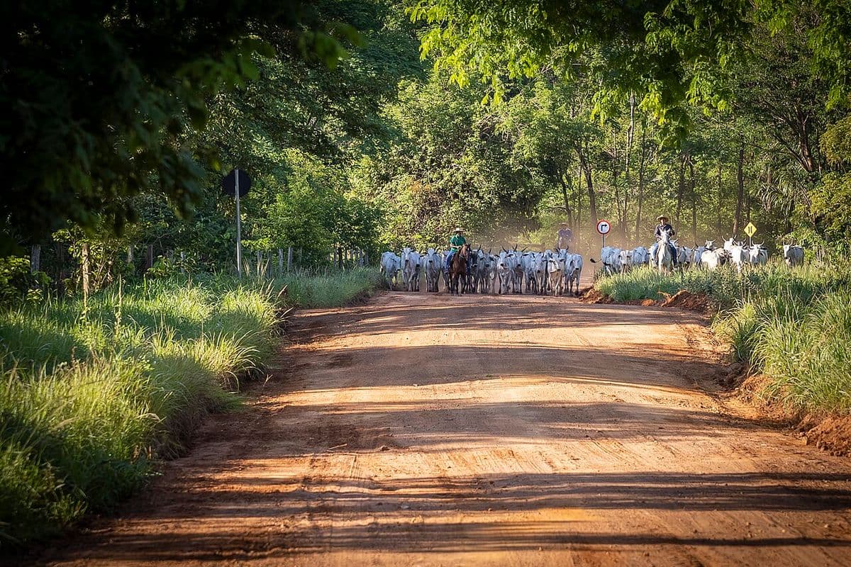 Boiada de gado branco conduzida por boiadeiros a cavalo em estrada de terra ladeada por árvores