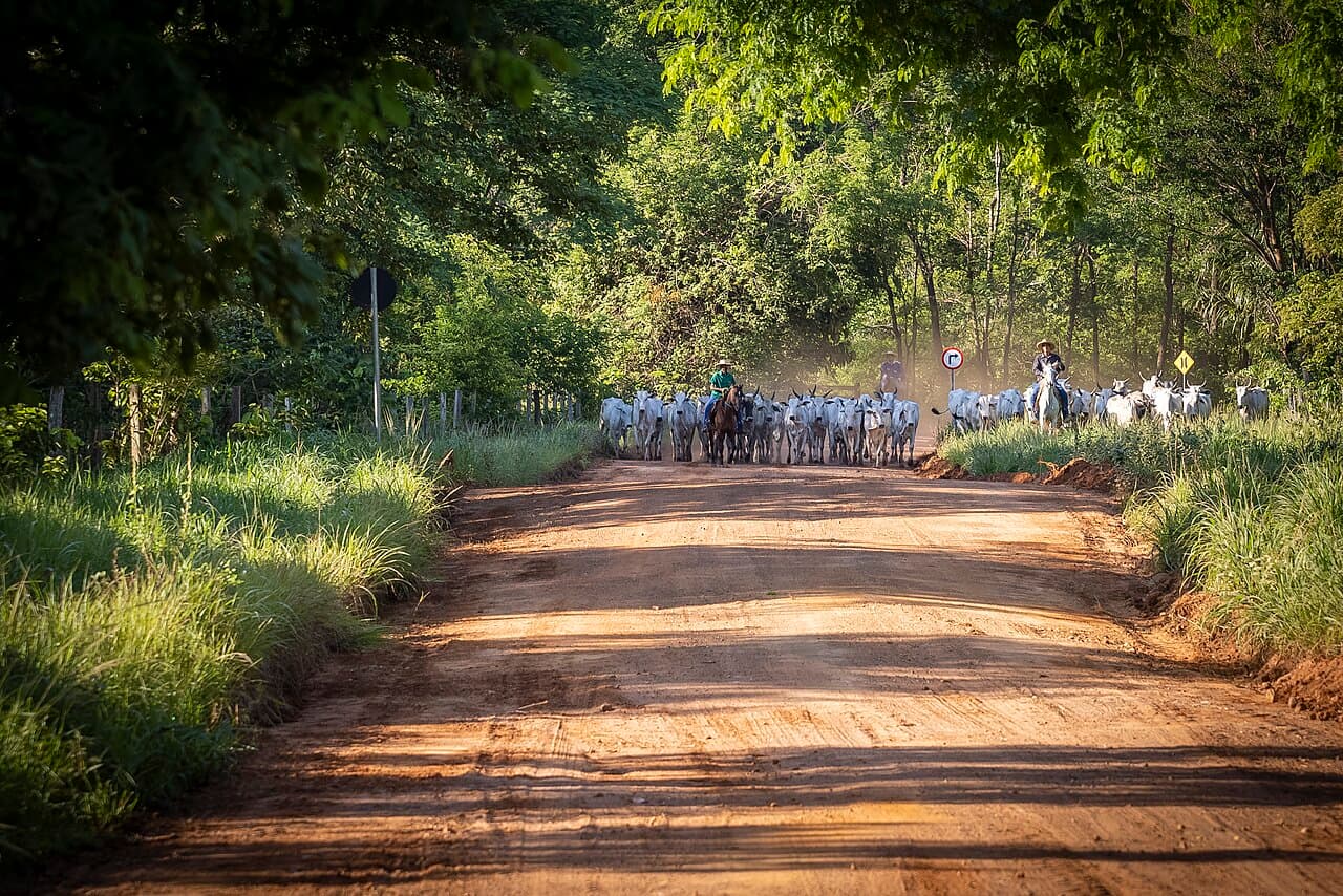 Boiada de gado branco conduzida por boiadeiros a cavalo em estrada de terra ladeada por árvores