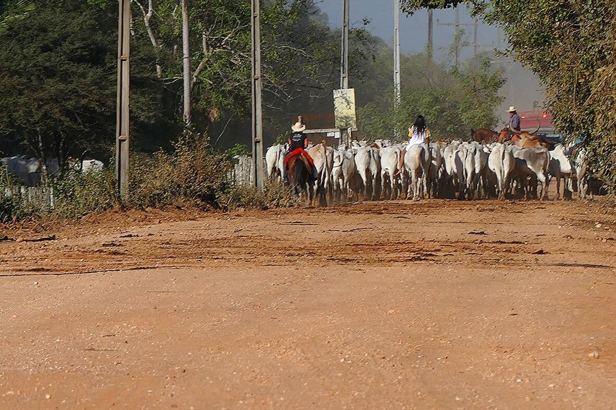 Boiada de gado branco conduzida por vaqueiros a cavalo em estrada de terra ladeada por árvores