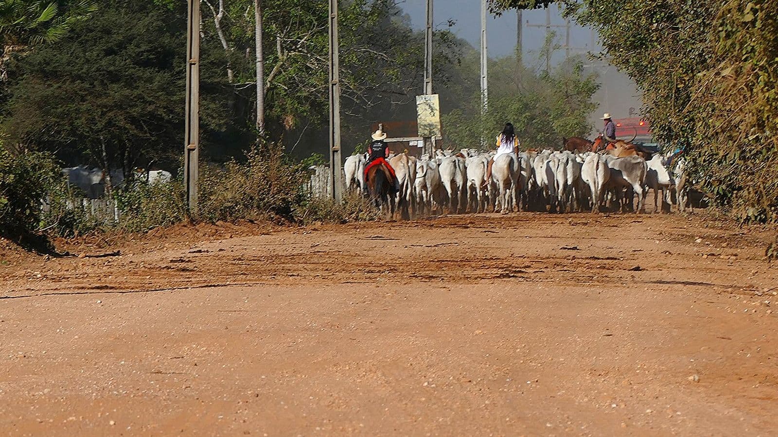 Boiada de gado branco conduzida por vaqueiros a cavalo em estrada de terra ladeada por árvores