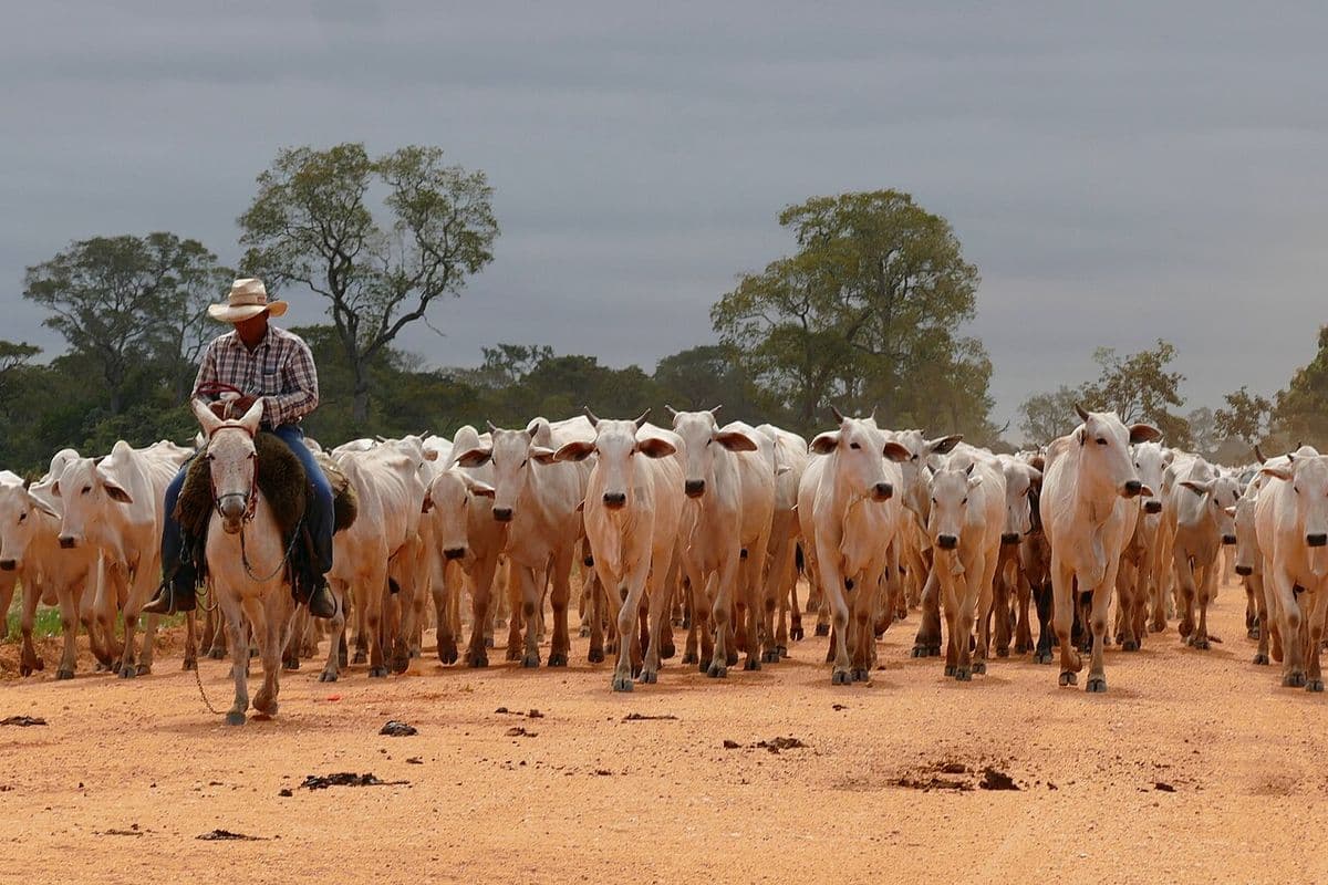 Peão de chapéu e camisa xadrez, montado a cavalo, conduz uma grande boiada de gado branco de orelhas caídas por uma estrada de terra, com árvores do Pantanal e céu nublado ao fundo.