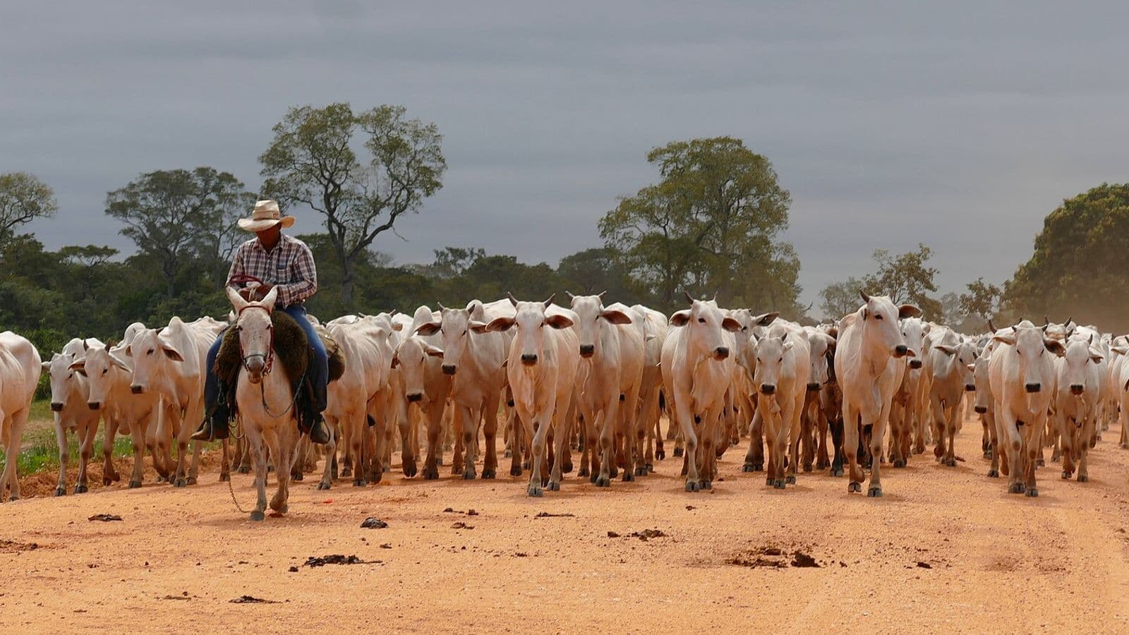 Peão de chapéu e camisa xadrez, montado a cavalo, conduz uma grande boiada de gado branco de orelhas caídas por uma estrada de terra, com árvores do Pantanal e céu nublado ao fundo.