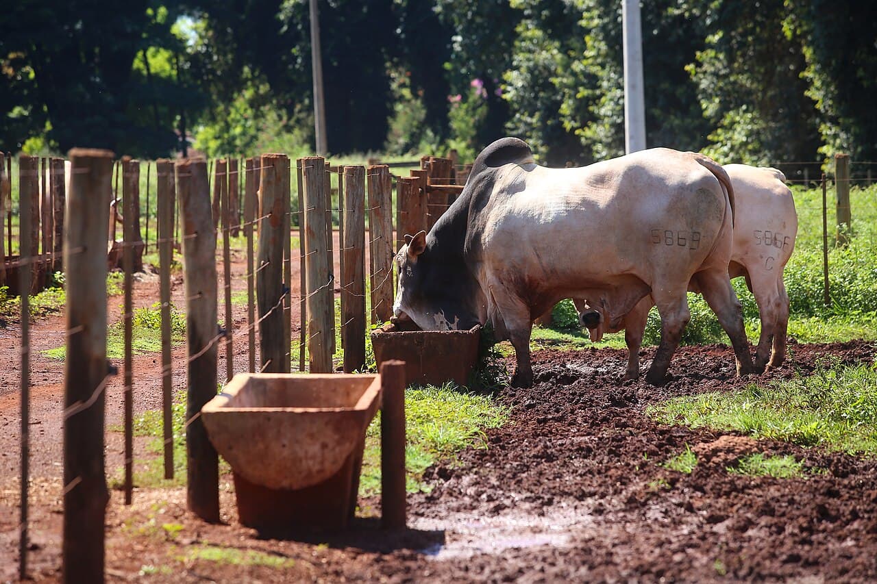 Boi Nelore numerado come em cocho de concreto dentro de curral cercado por mourões de madeira, com outro animal atrás