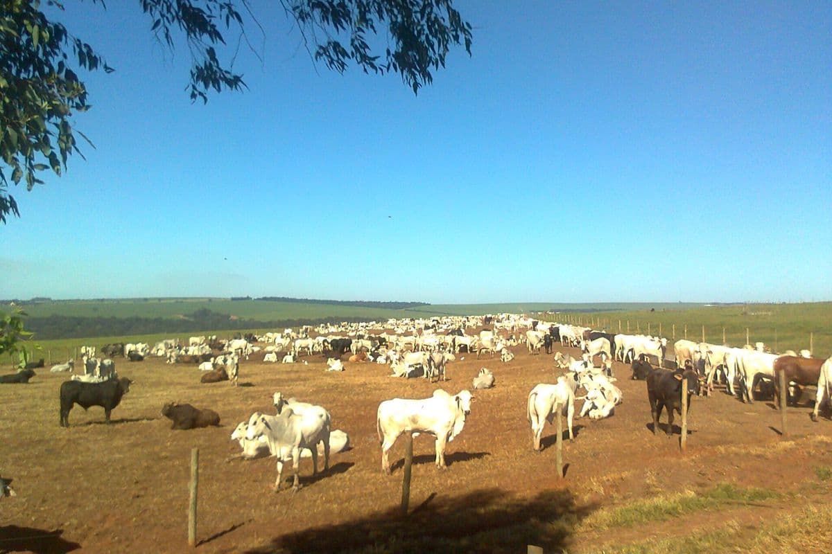 Dezenas de bois brancos da raça nelore, alguns deitados, em um curral de chão de terra cercado por arame, sob céu azul sem nuvens