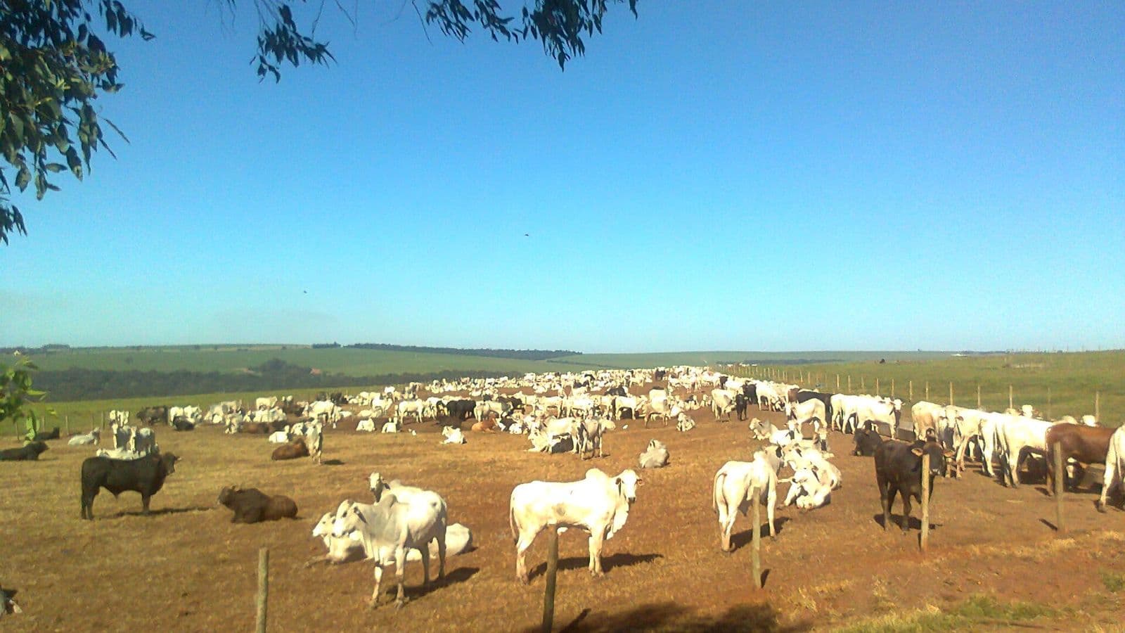 Dezenas de bois brancos da raça nelore, alguns deitados, em um curral de chão de terra cercado por arame, sob céu azul sem nuvens