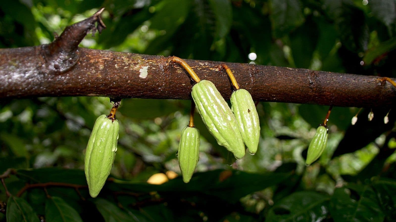 Pequenos frutos verdes de cacau pendurados em um galho