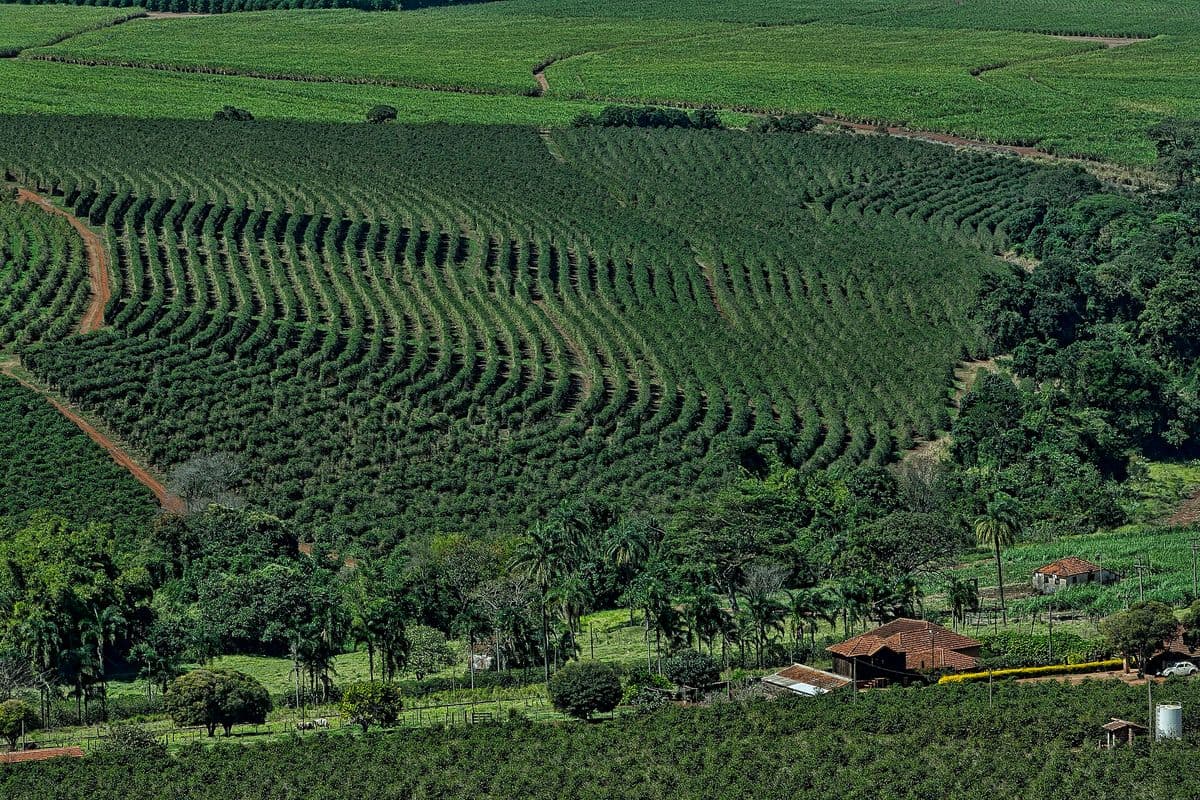 Vista do alto de um cafezal com fileiras curvas de pés de café, canaviais ao fundo e uma sede de fazenda com telhado de barro em primeiro plano