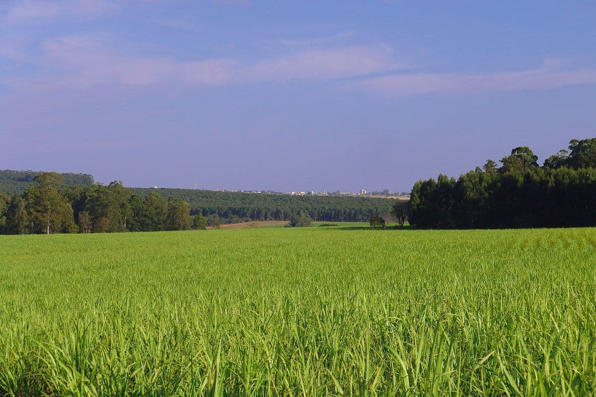 Canavial verde e baixo se estende até uma faixa de eucaliptos, sob céu azul