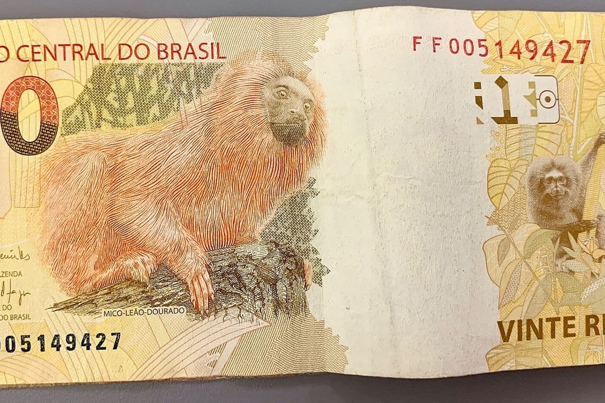 Cédula de 20 reais, amarelada e um pouco amassada, com a ilustração de um mico-leão-dourado à esquerda e a inscrição Banco Central do Brasil no alto