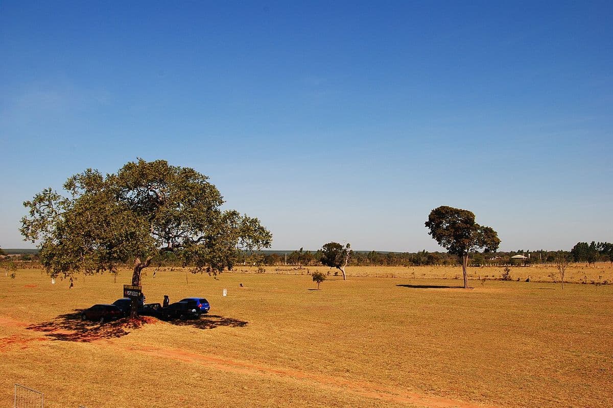 Campo aberto de capim seco com duas grandes árvores isoladas, carros estacionados à sombra de uma delas e mata baixa no horizonte, sob céu azul