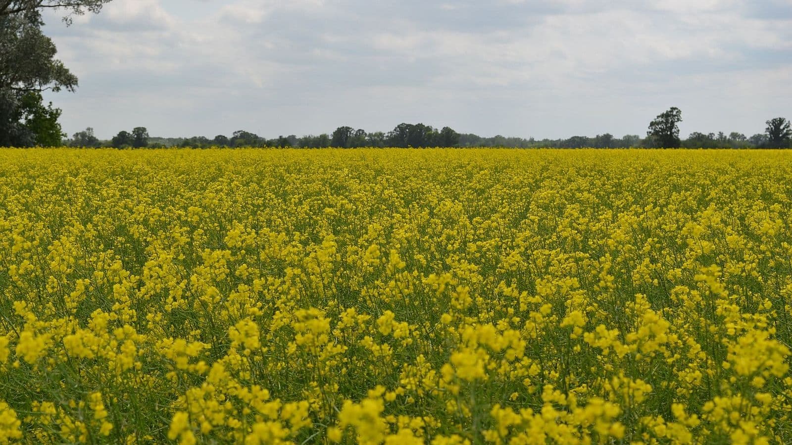 Lavoura de canola com flores amarelas e árvores no horizonte