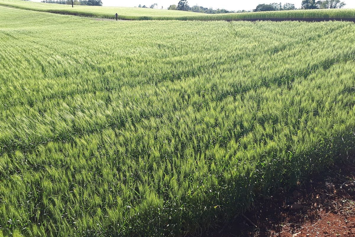 Lavoura de trigo verde em pequena propriedade rural
