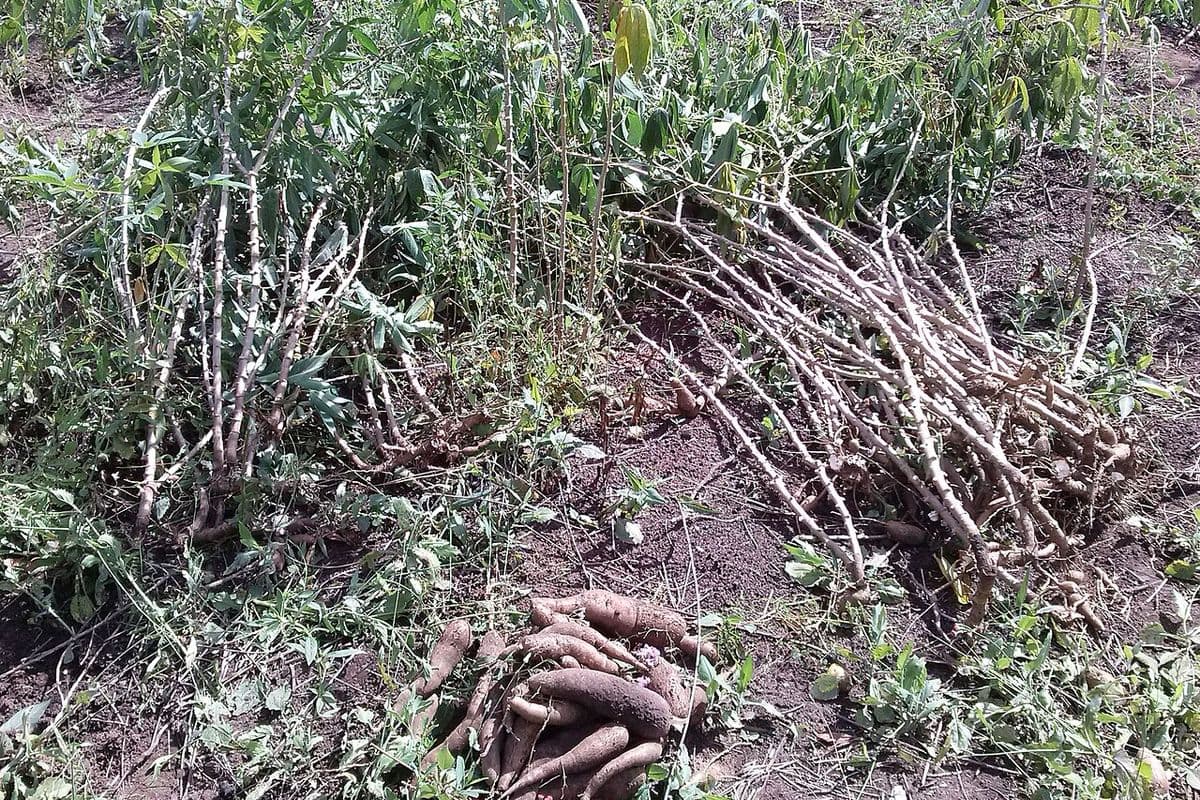 Raízes de mandioca recém-arrancadas amontoadas no chão de terra, ao lado de um feixe de hastes cortadas e de plantas ainda de pé