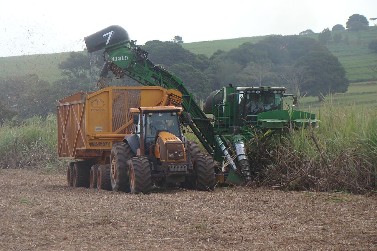 Colhedora verde corta cana e despeja os toletes em um transbordo amarelo puxado por trator, ao lado do canavial