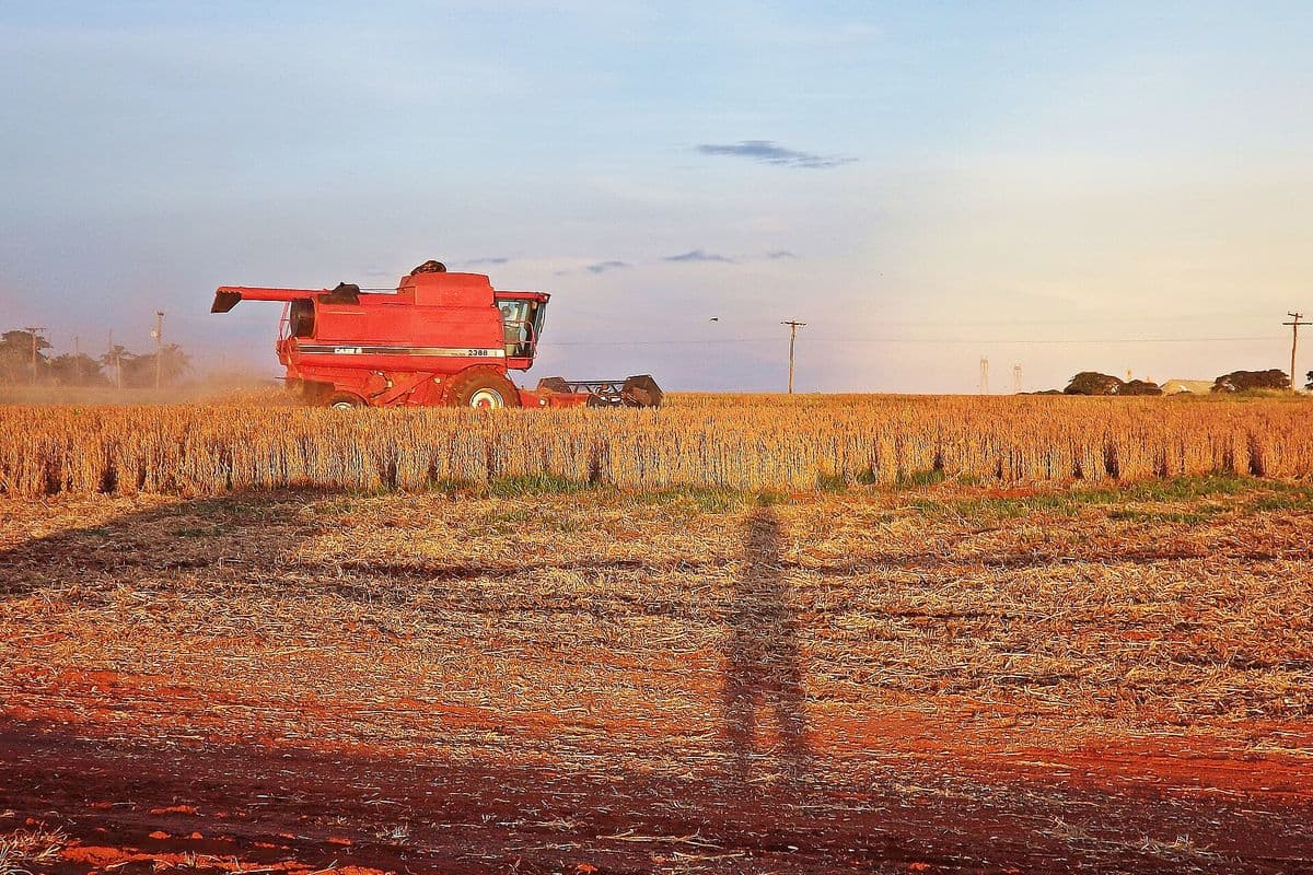 Colheitadeira vermelha avança sobre lavoura de soja madura ao entardecer, com a sombra do fotógrafo projetada na palhada em primeiro plano