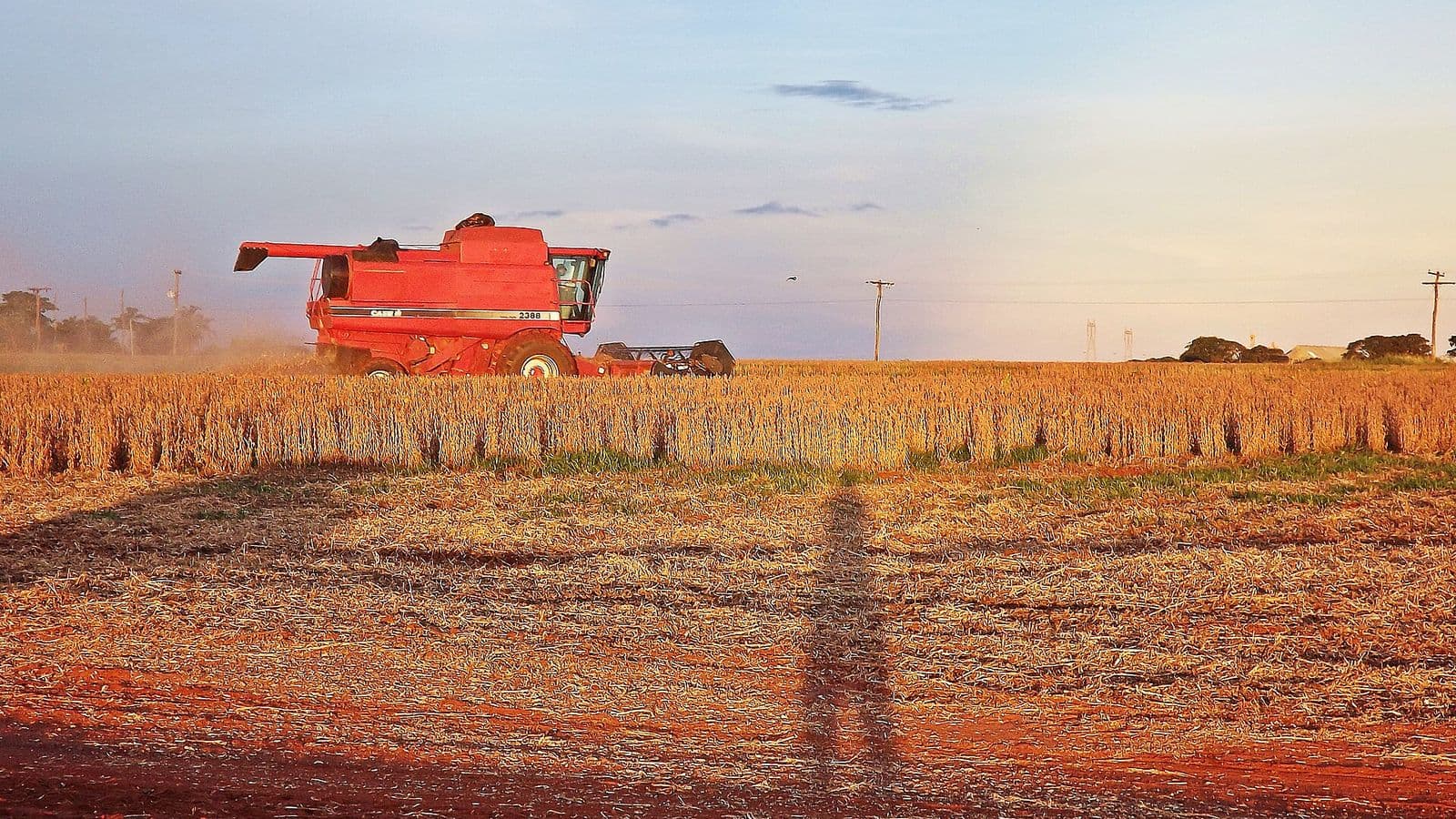 Colheitadeira vermelha avança sobre lavoura de soja madura ao entardecer, com a sombra do fotógrafo projetada na palhada em primeiro plano