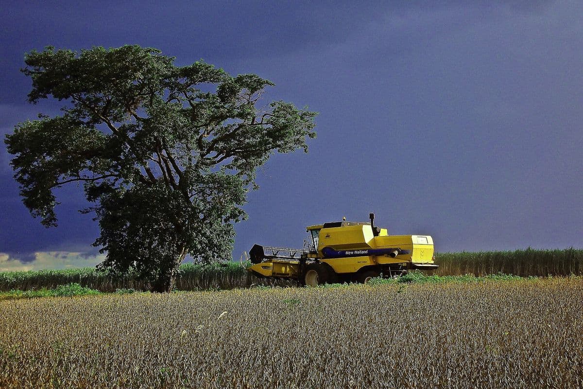 Colheitadeira amarela em lavoura de soja madura, ao lado de uma árvore grande e frondosa, sob céu escuro de tempestade