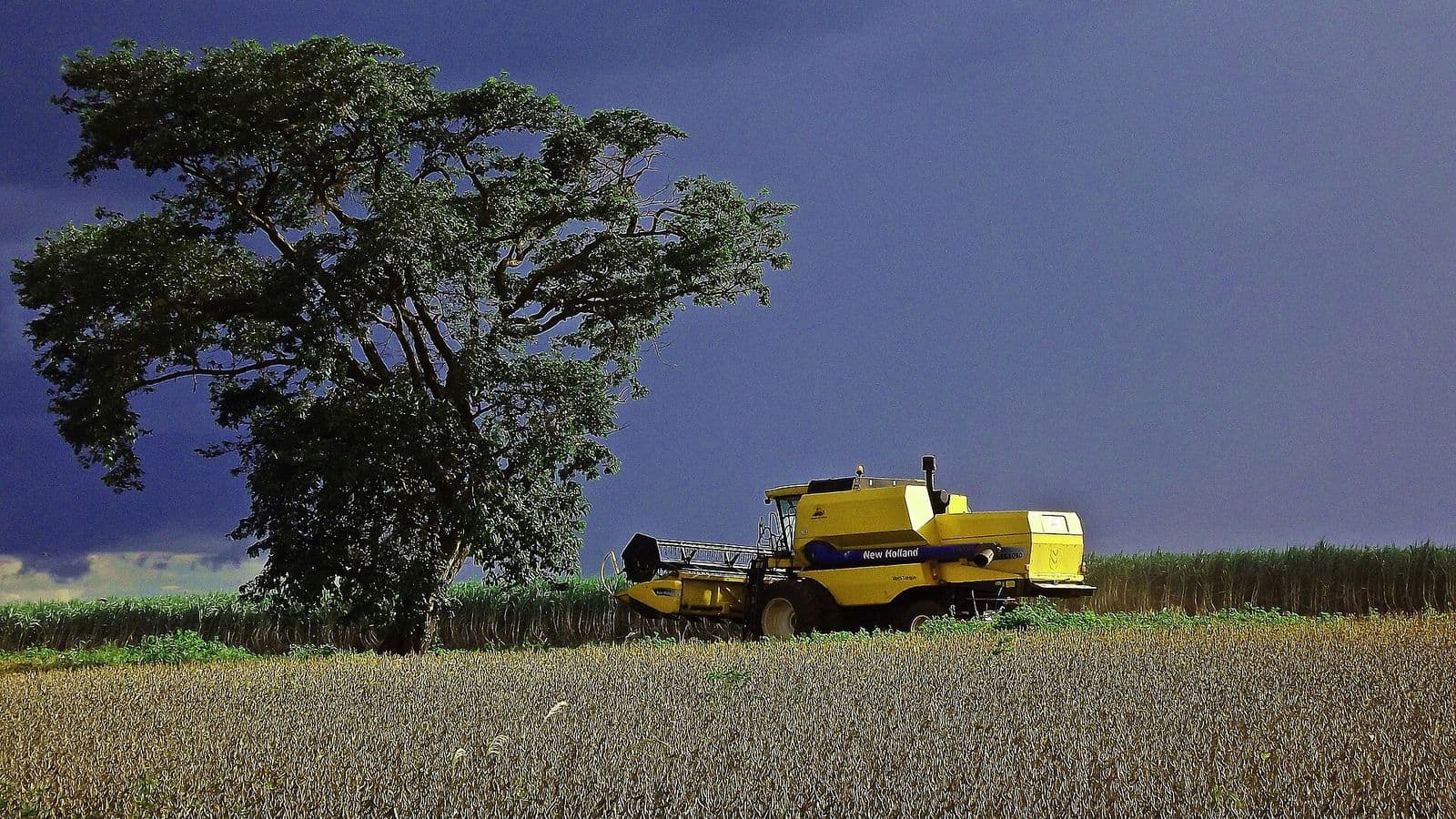 Colheitadeira amarela em lavoura de soja madura, ao lado de uma árvore grande e frondosa, sob céu escuro de tempestade
