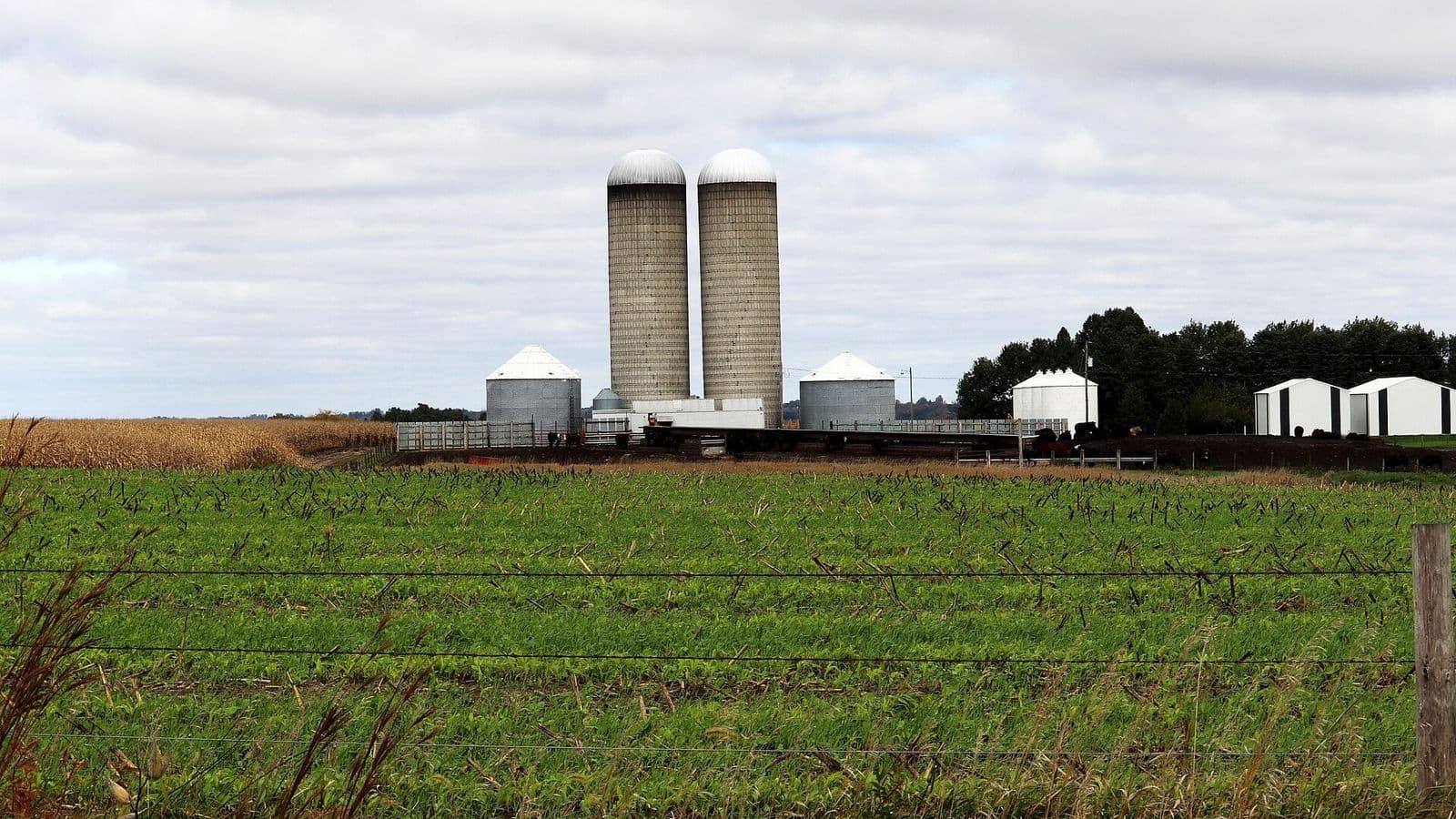 Lavoura em primeiro plano e silos e galpões de uma fazenda ao fundo
