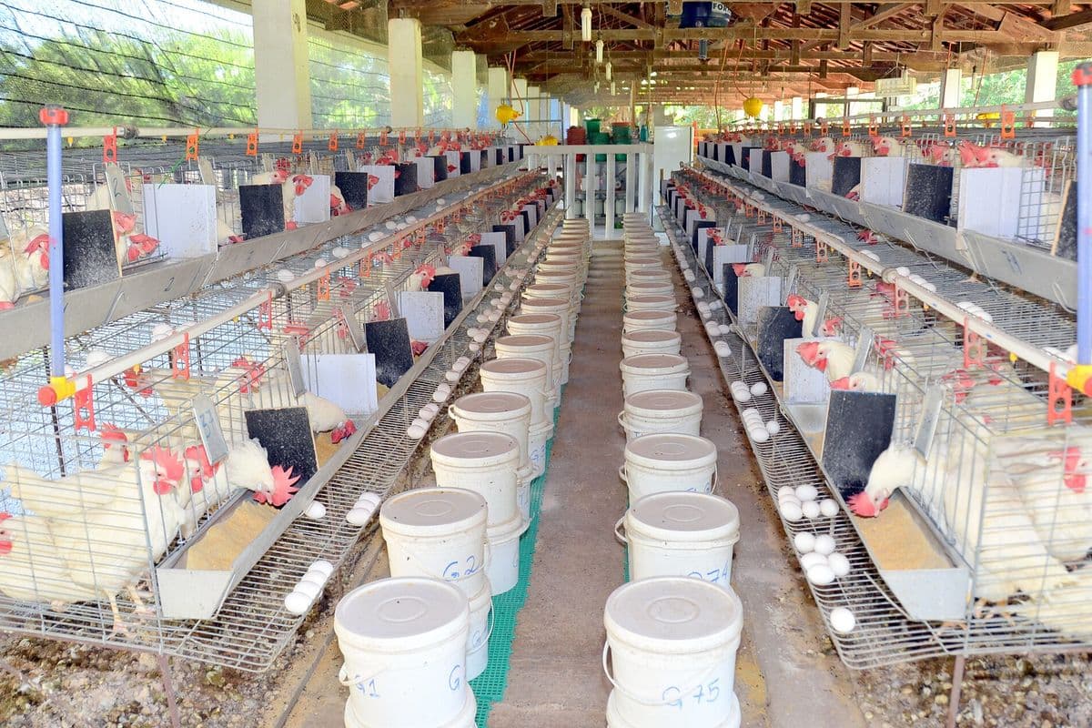 Corredor de um galpão com gaiolas de galinhas poedeiras e ovos nas bandejas