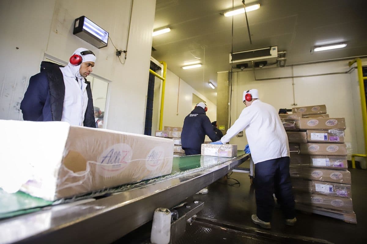Funcionários de uniforme branco, touca e protetor auricular vermelho movimentam caixas de papelão de frango congelado sobre uma esteira em câmara fria, com caixas empilhadas ao fundo.