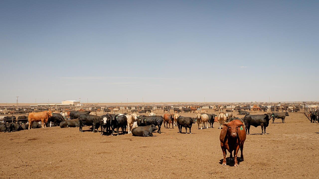 Bovinos pretos, vermelhos e brancos em curral de terra de um grande confinamento, com cercas metálicas e galpão ao fundo, sob céu azul