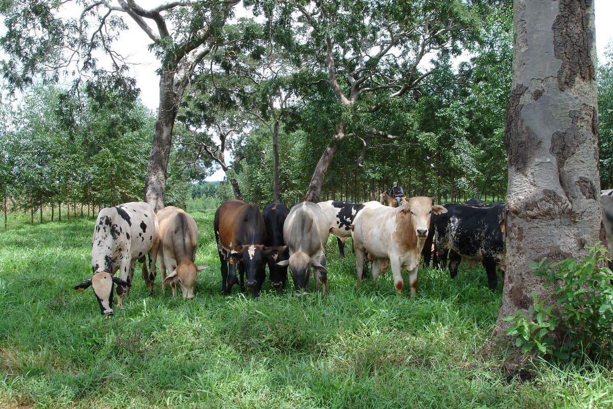 Grupo de bois e vacas de pelagens variadas pastando capim verde e alto entre árvores, com um vaqueiro a cavalo ao fundo