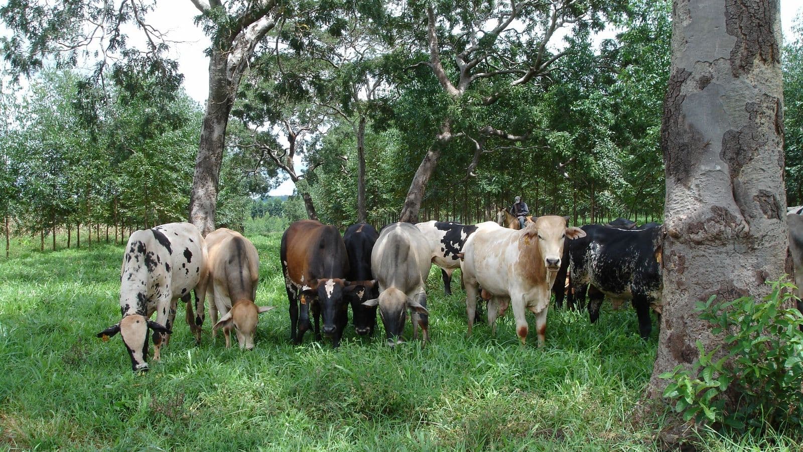 Grupo de bois e vacas de pelagens variadas pastando capim verde e alto entre árvores, com um vaqueiro a cavalo ao fundo
