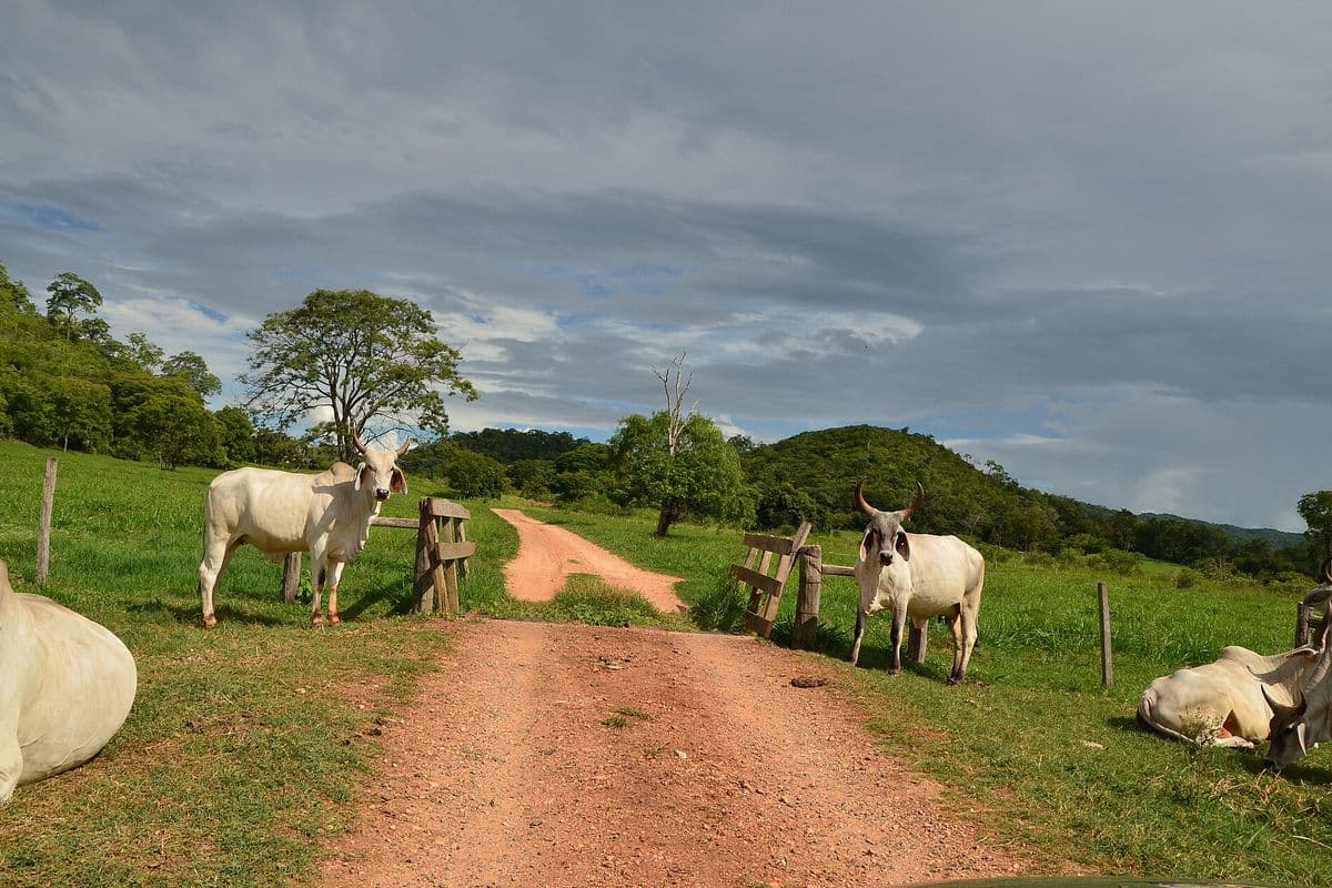 Vacas nelore brancas em uma estrada de terra vermelha entre pastos verdes, sob céu nublado
