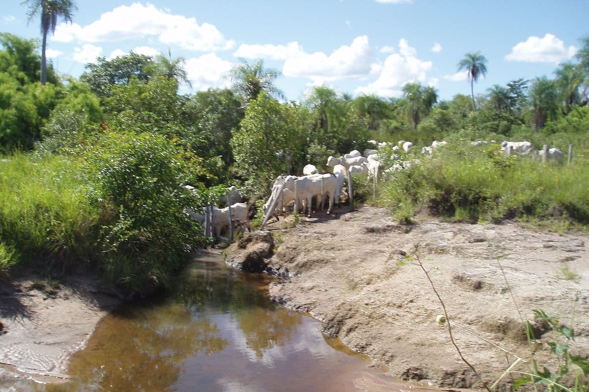 Bois e vacas nelore de pelagem branca caminham em fila por uma trilha de terra entre o mato verde e um córrego de água barrenta, sob céu azul com nuvens e palmeiras ao fundo.