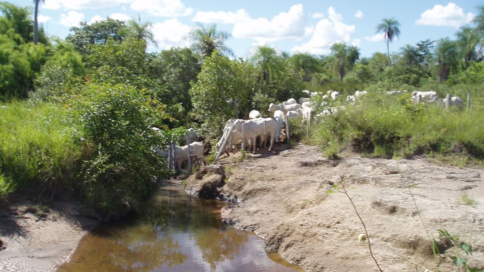 Bois e vacas nelore de pelagem branca caminham em fila por uma trilha de terra entre o mato verde e um córrego de água barrenta, sob céu azul com nuvens e palmeiras ao fundo.