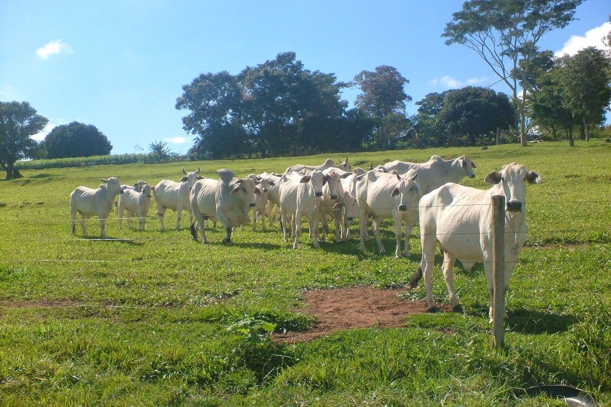 Grupo de bois e vacas da raça nelore, de pelagem branca, em pasto verde atrás de uma cerca de arame, com árvores ao fundo e céu azul.