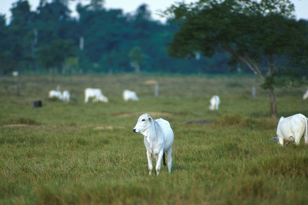 Vaca nelore branca em primeiro plano, em pasto verde, com outros animais da mesma raça pastando ao fundo, diante de uma faixa de mata.