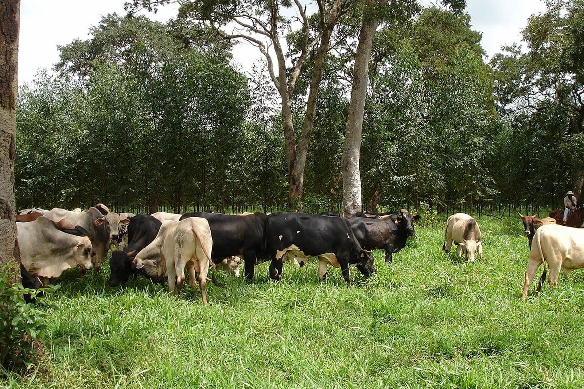 Rebanho de bovinos zebuínos e mestiços pastando em capim verde entre fileiras de árvores, com um vaqueiro a cavalo ao fundo