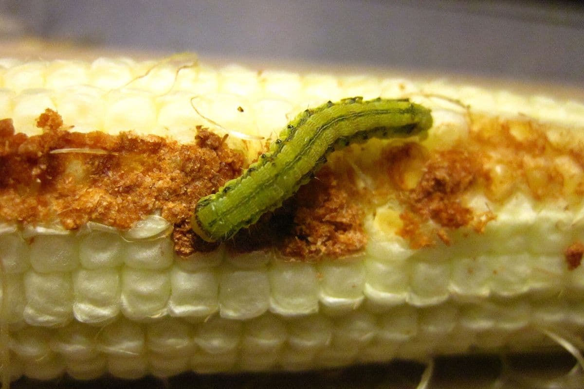 Lagarta verde com listras escuras sobre uma espiga de milho com grãos claros, cercada por restos marrons de grãos roídos