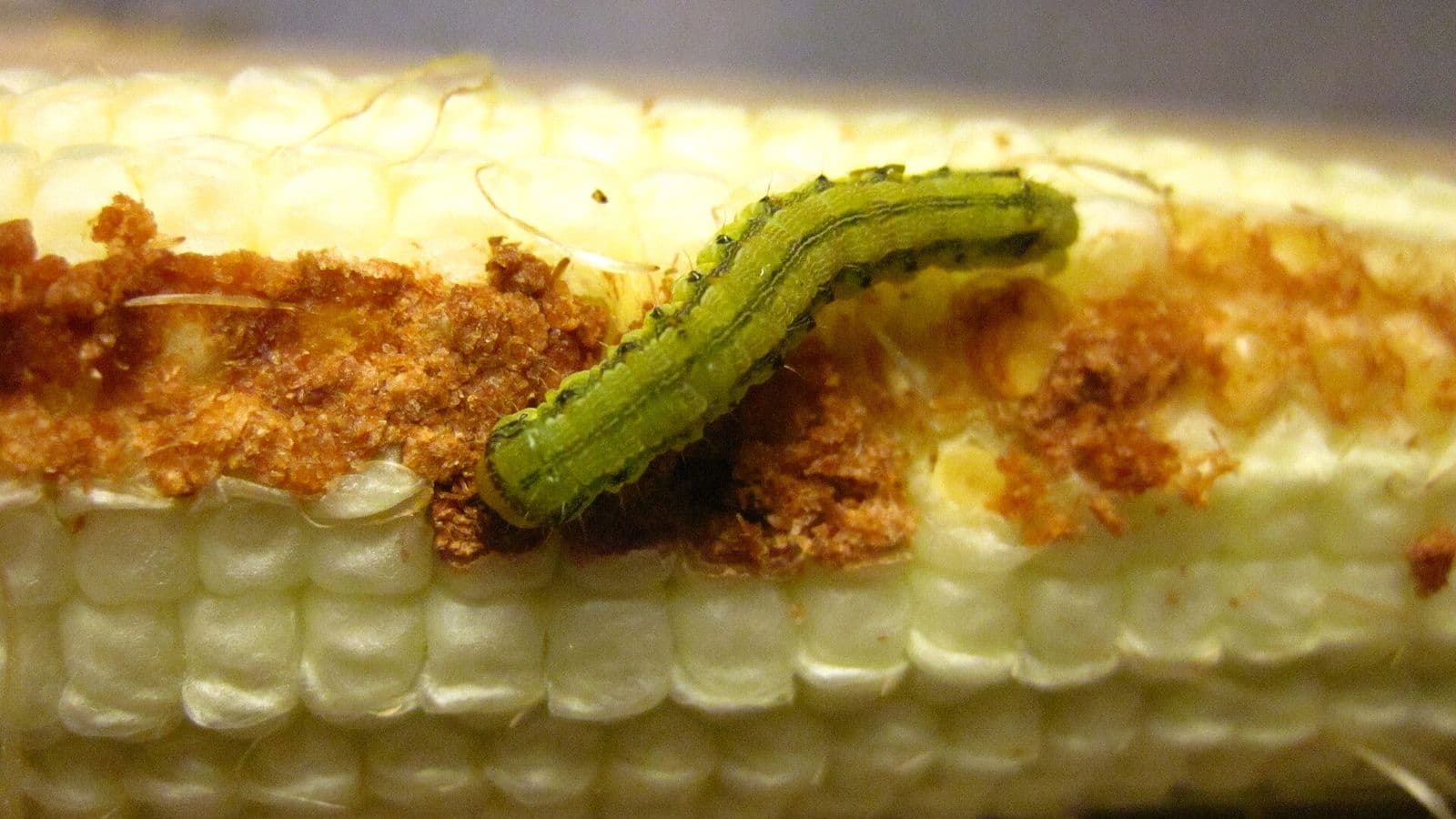 Lagarta verde com listras escuras sobre uma espiga de milho com grãos claros, cercada por restos marrons de grãos roídos