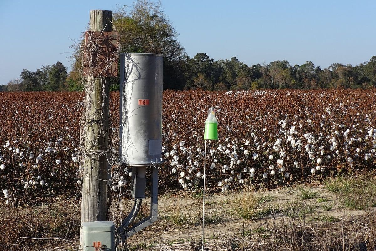 Lavoura de algodão com capulhos abertos e plantas secas; em primeiro plano, uma armadilha verde em forma de cone presa a uma haste, ao lado de um poste