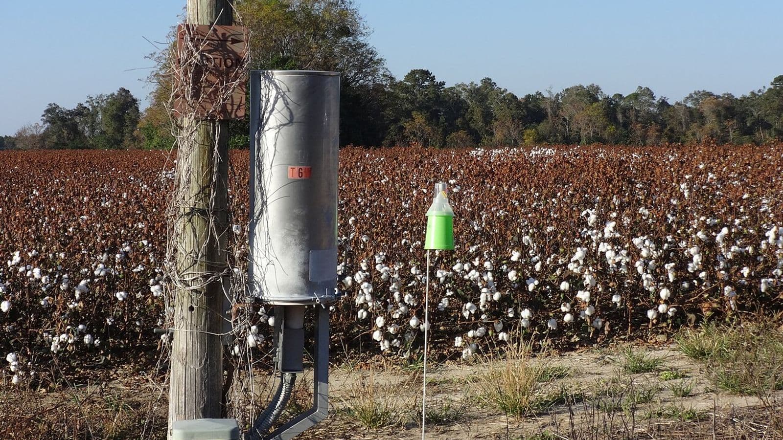 Lavoura de algodão com capulhos abertos e plantas secas; em primeiro plano, uma armadilha verde em forma de cone presa a uma haste, ao lado de um poste