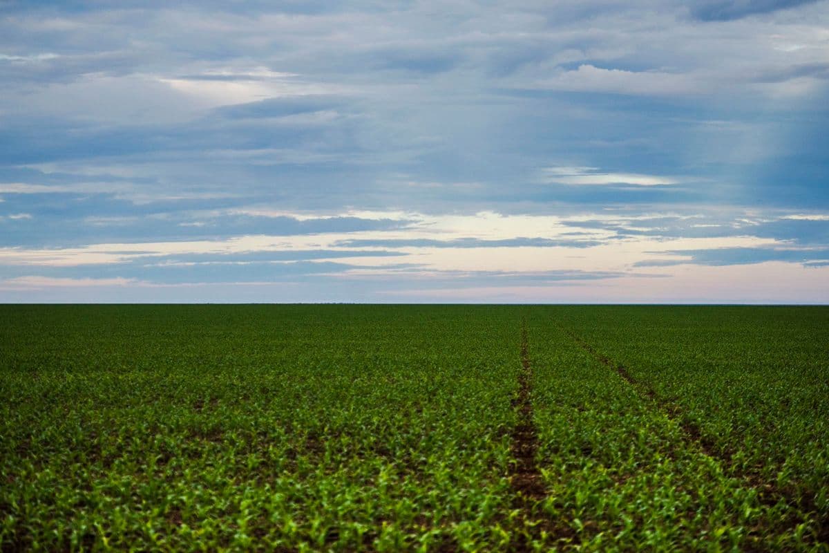 Lavoura de soja verde se estende até o horizonte sob céu nublado em Brasnorte, Mato Grosso