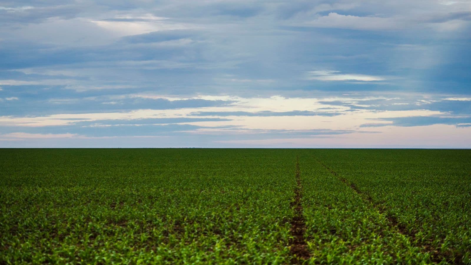 Lavoura de soja verde se estende até o horizonte sob céu nublado em Brasnorte, Mato Grosso