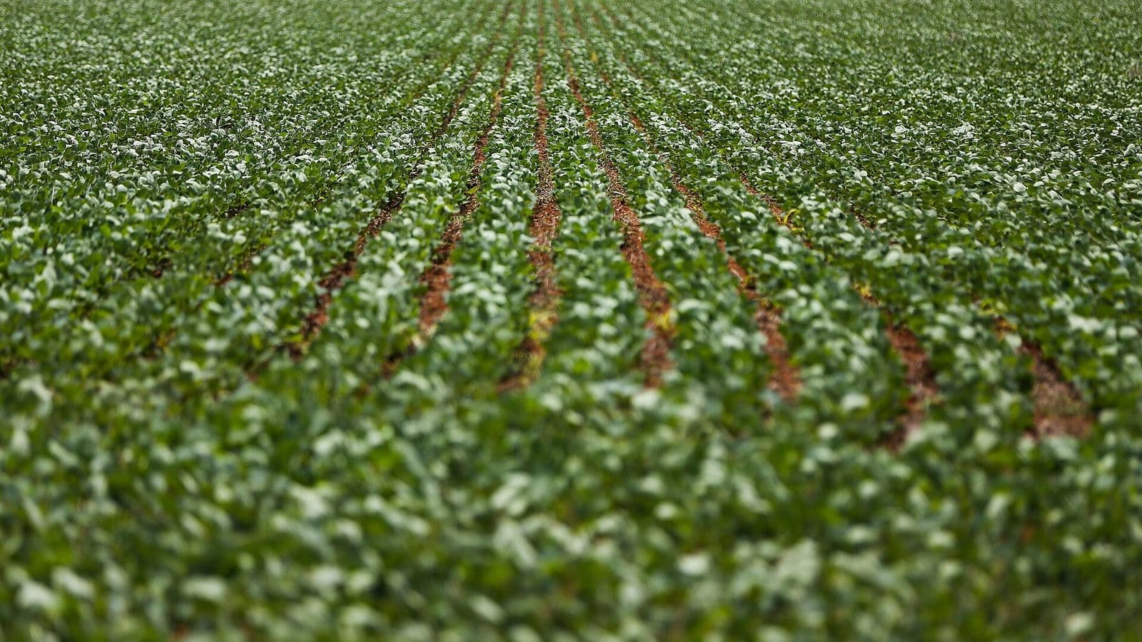 Lavoura de soja jovem em fileiras retas, com plantas verdes ainda baixas e faixas de terra vermelha aparecendo entre as linhas