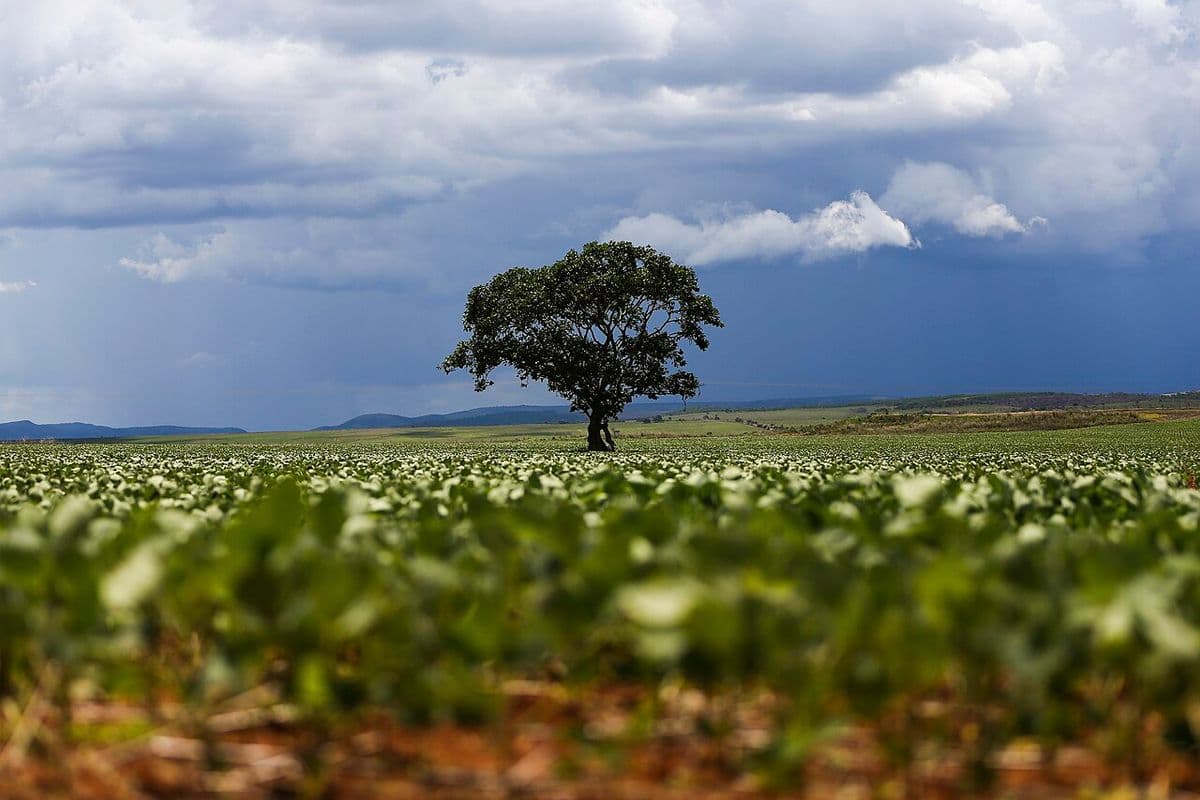 Lavoura de soja ainda baixa em primeiro plano, com uma árvore isolada ao centro e nuvens carregadas de chuva ao fundo
