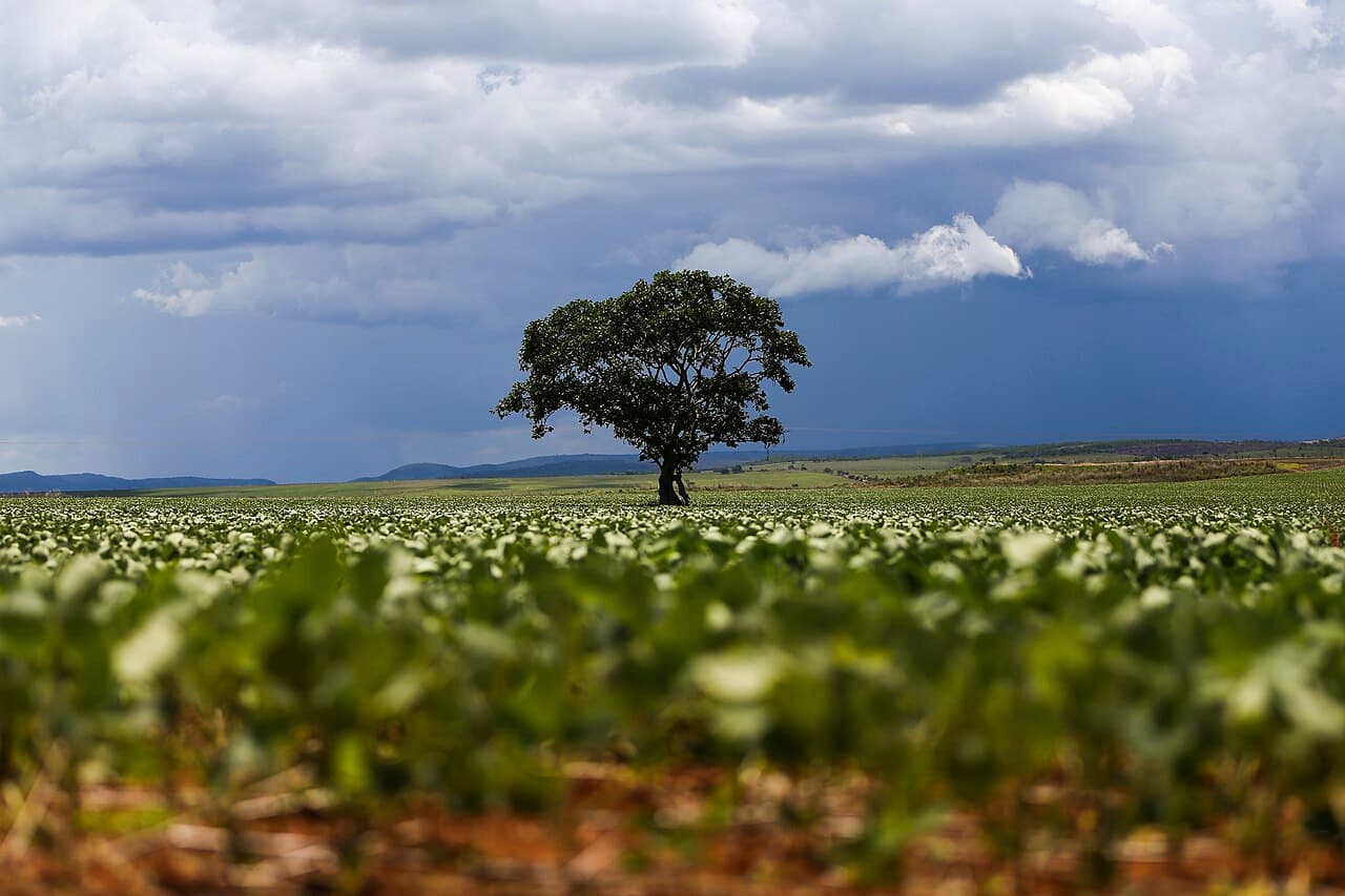 Lavoura de soja ainda baixa em primeiro plano, com uma árvore isolada ao centro e nuvens carregadas de chuva ao fundo