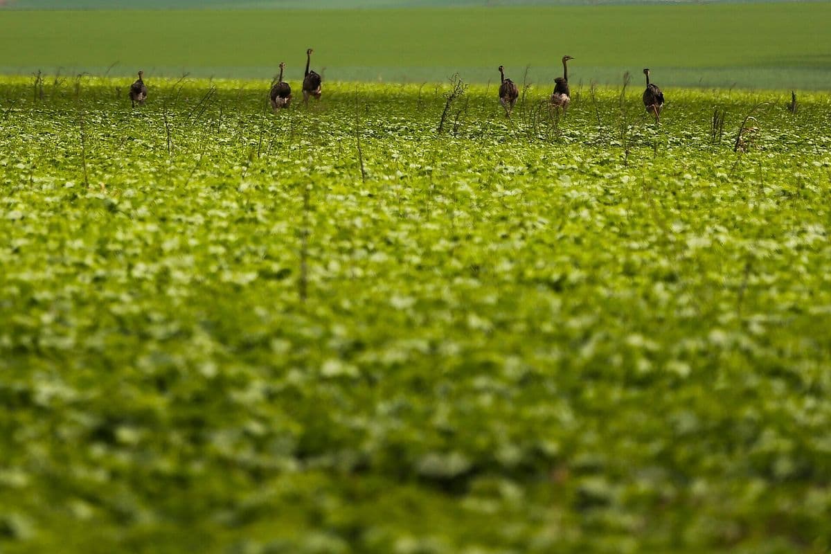 Lavoura de soja jovem, verde e baixa, ocupa quase toda a imagem; ao fundo, um grupo de emas caminha entre as plantas