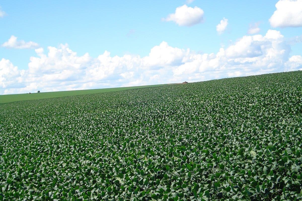 Lavoura de soja verde e fechada cobre uma encosta suave até o horizonte, sob céu azul com nuvens brancas